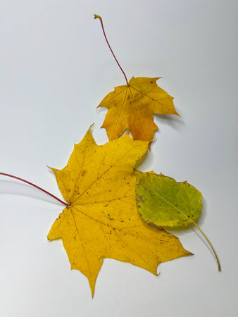 multicolored autumn maple leaves on a white background