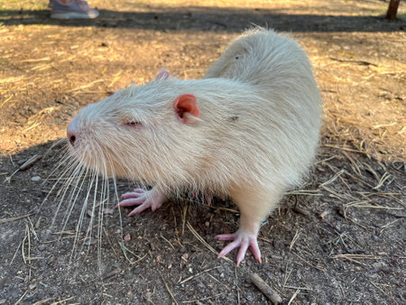 in summer, a white water rat walks around the zooの写真素材