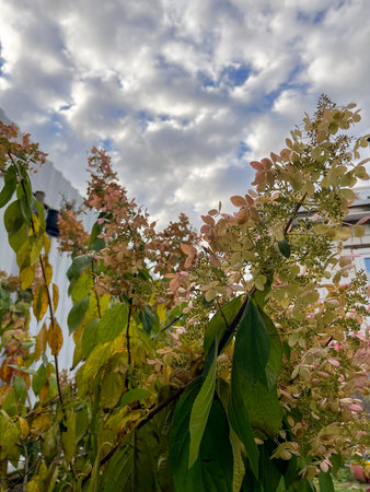 a flowering hydrangea bush on the background of a house in the garden