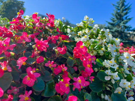 ever-blooming begonia red and white bloom in summerの写真素材