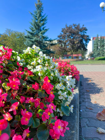 ever-blooming begonia red and white bloom in summerの写真素材