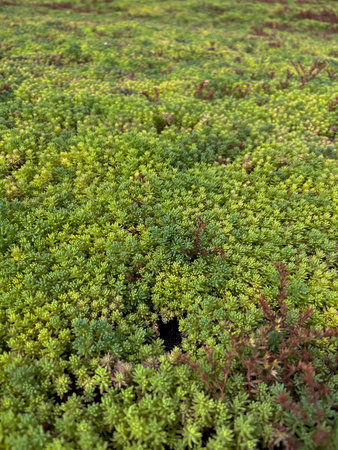 in summer, the green ochitok covers the whole earthの写真素材
