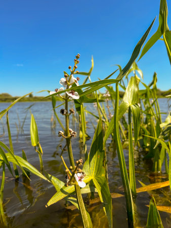 in summer, the strelolist plant on the Dnieper blooms pinkの写真素材
