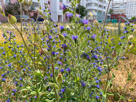 in urban courtyards, a bruise blooms in summer.