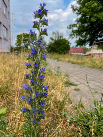 in urban courtyards, a bruise blooms in summer.の写真素材