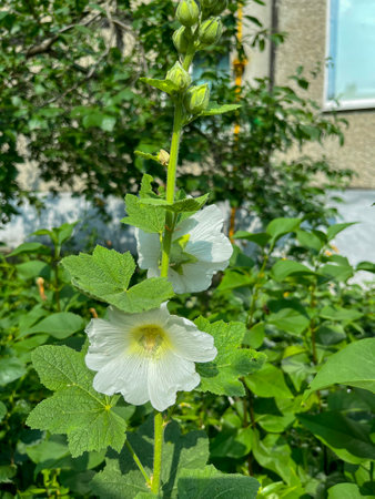 bumblebee pollinates white mallow flower in summerの写真素材