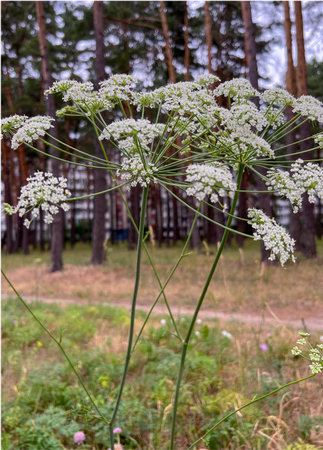 The wild carrot plant blooms in the city in summerの写真素材