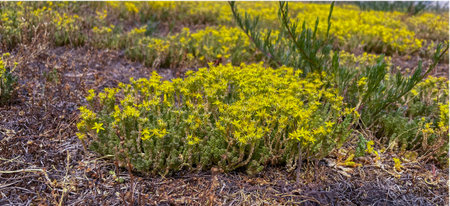 in summer, the ochitok plant blooms yellow in the city