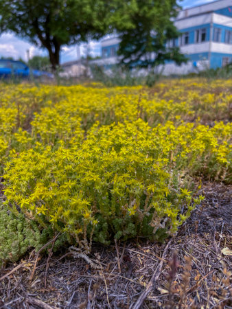 in summer, the ochitok plant blooms yellow in the cityの写真素材