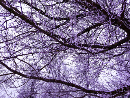 in winter, the branches of the tree are decorated with frostの写真素材