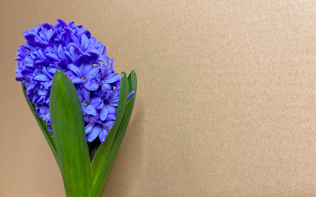 indoor and garden bulbous hyacinth flower close-up photoの写真素材