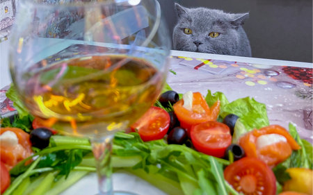 a British cat looks at a salad of red fish and arugula greens at the tableの写真素材