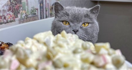 The cat at the table looks at the olivier saladの写真素材