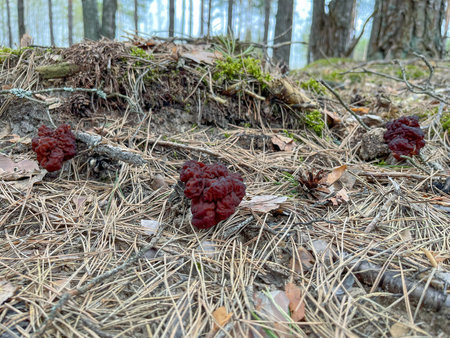 morel mushrooms grow in spring in a mixed forest