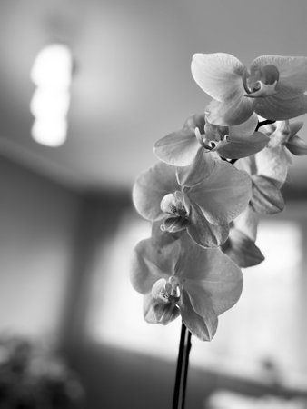 indoor flower cream orchid phalaenopsis blooms profuselyの写真素材