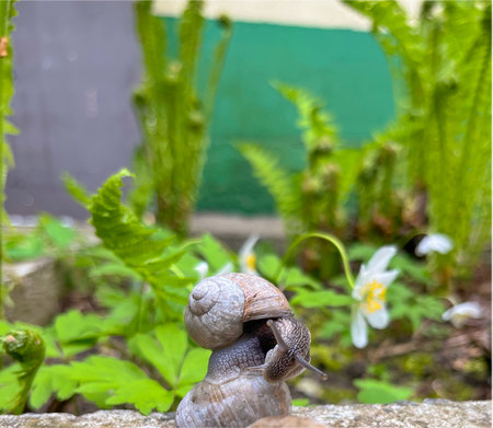 grape snail in the garden in spring on plantsの写真素材