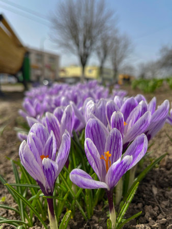 in early spring and April, blue crocuses bloom in the city flower bedの写真素材