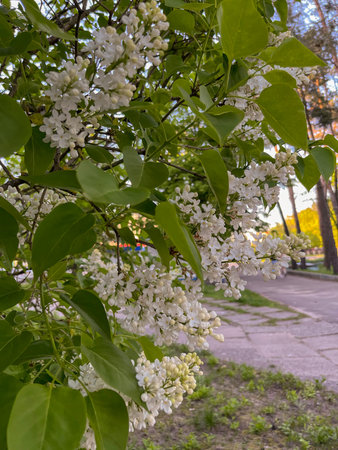 In spring, in May, white lilac flowers bloom in the city flower bedの写真素材