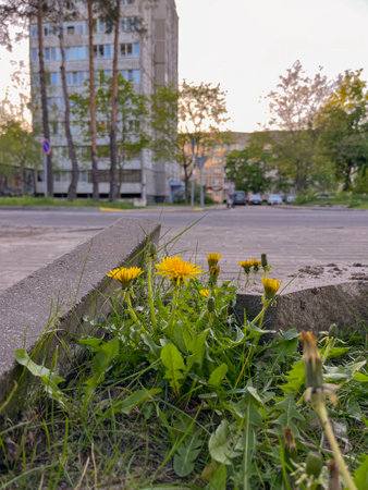 In spring, in May, flowers bloom on the street in the city, yellow dandelionsの写真素材