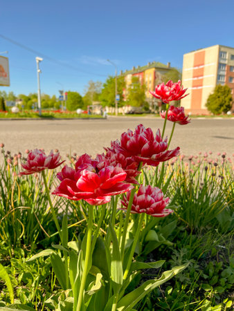 In spring and May, bright red tulips bloom in the city flower bedの写真素材