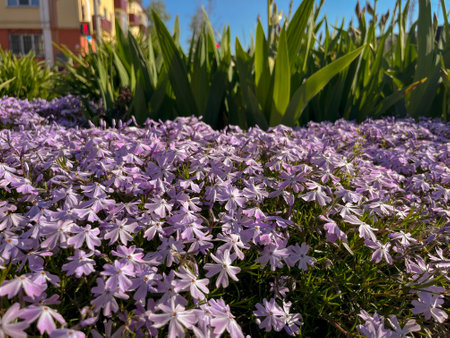 In spring, in May, purple dwarf phloxes bloom in the city flower bedの写真素材