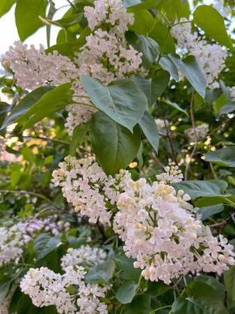 In spring, in May, white lilac flowers bloom in the city flower bed