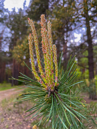young shoots on a pine tree grow in springの写真素材