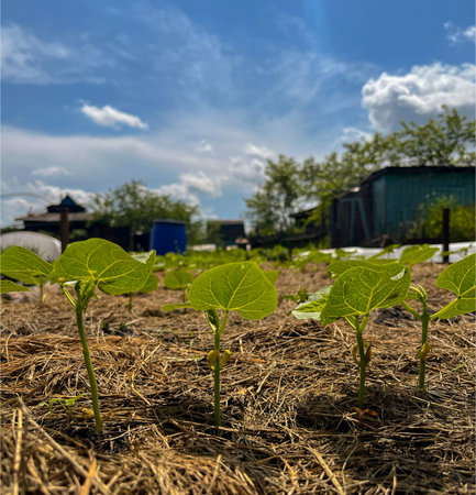 watermelon seedlings were planted in May on the open ground at the cottage