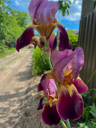 in the summer in June, a burgundy iris flower bloomed at the cottage