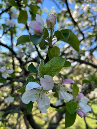 an apple tree bloomed on the city street