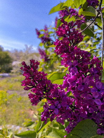 pink lilac blooms in the city in springの写真素材