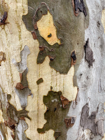 the bark of the sycamore tree growing in Tbilisi in Georgia