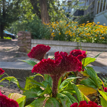 in summer, a red cock's comb blooms on the city flower bed