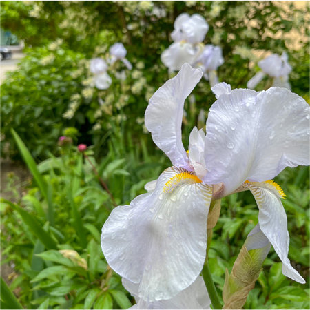 Blue irises bloom in the garden in summer