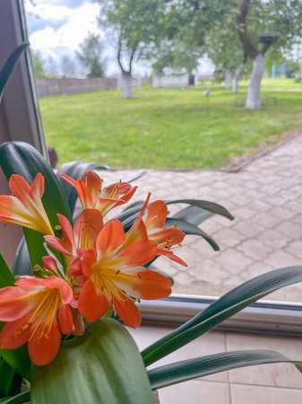 The indoor clivia plant blooms with orange flowers in summer.