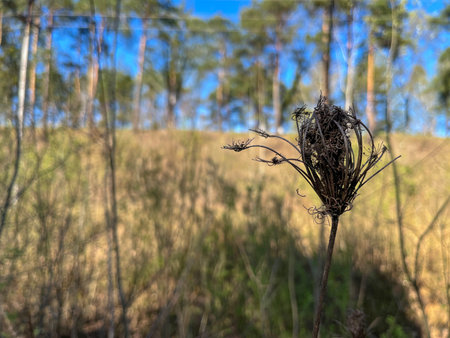 young shoots on trees and shrubs in spring - spring landscape, Belarusの写真素材