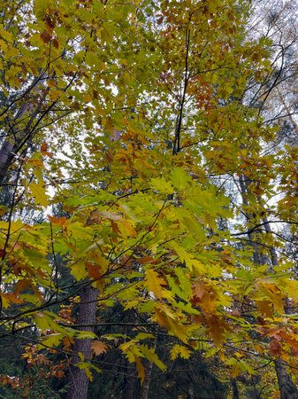 The most beautiful autumn landscape is the Golden Autumn in Belovezhskaya Pushcha