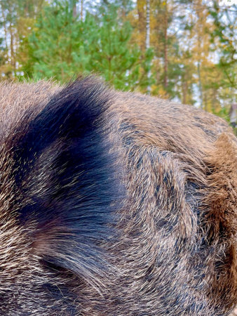 a wild pig in Belovezhskaya Pushcha