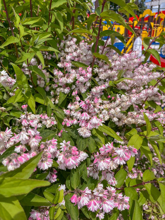 In the summer, a deutzia bush with pink flowers blooms in Polotsk.