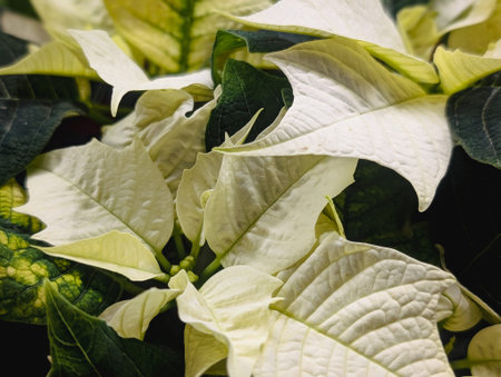 Detailed macro shot of beautiful white poinsettia (Euphorbia pulcherrima) bracts. Elegant creamy white and green leaves with intricate veins.の写真素材