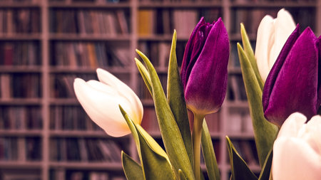 Purple and white tulips in front of a library bookshelfの写真素材