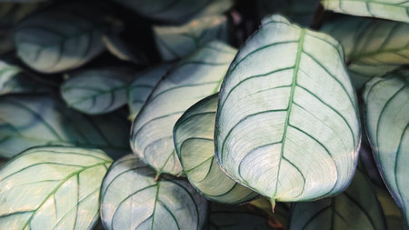 Macro shot of Ctenanthe Oppenheimiana leaves with silver and green patterns