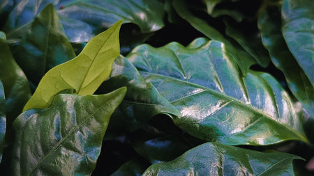 Macro shot of glossy dark green leaves of Coffea Arabica plant