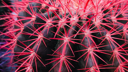 Macro shot of a cactus with vibrant pink decorative spines