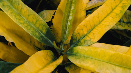 Macro shot of bright yellow Croton leaves with green veins