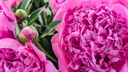 close up of beautiful pink peony flowers bouquet with buds