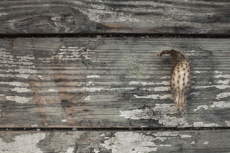 Dried cactus on the old planks peeling paintの写真素材