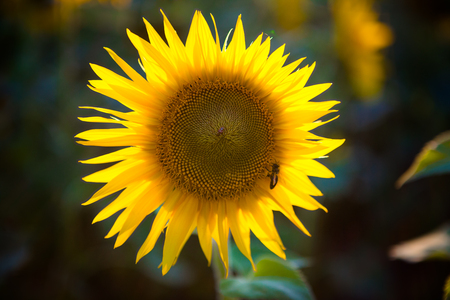 Insect in sunflower field on the background at sunset.の写真素材