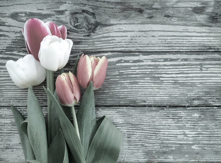 Tulips flowers bunch on dark barn wood planks background. Empty space for copy, text, lettering.の写真素材