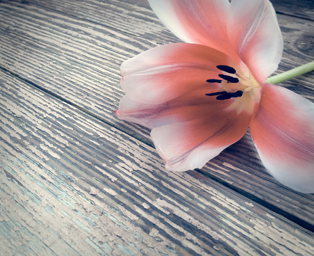 Tulip on dark barn wood planks background. Empty space for copy, text, lettering.の写真素材